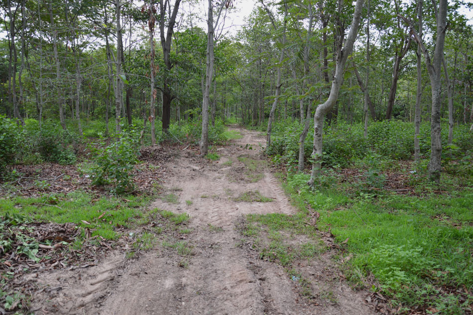 เส้นทางสายใหม่ ทะลุกลางป่า (ภาพวันที่ 7 พฤษภาคม 2557)